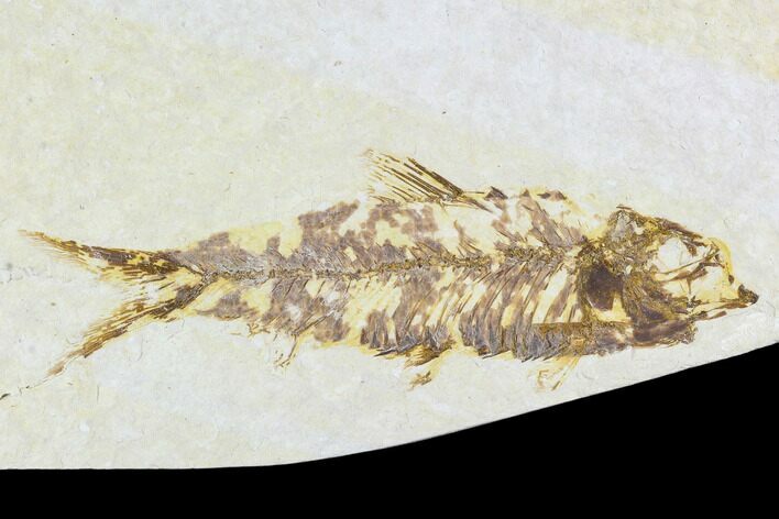 Bargain, Fossil Fish Plate (Knightia) - Wyoming #108296